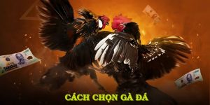 cách chọn gà đá 789bet